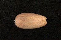 藏品(陷塔榧螺)的圖片